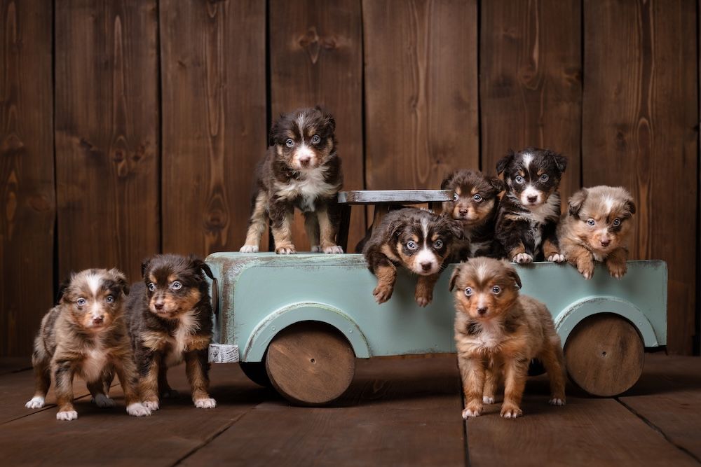 Unvergessliches Welpenshooting im Landatelier: Wurfbegleitung mit 9 Mini Aussies von den Glitzerpfötchen